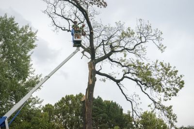 Emergency Tree Service Crew
