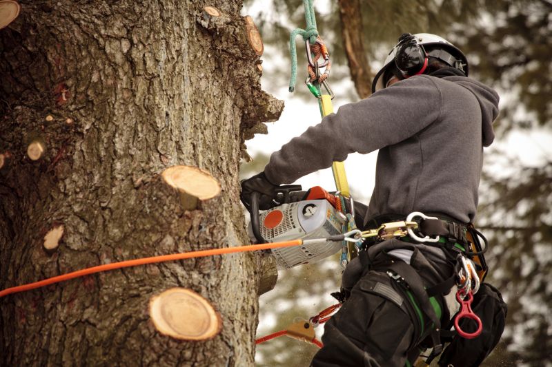 Safe Tree Cutting Practices