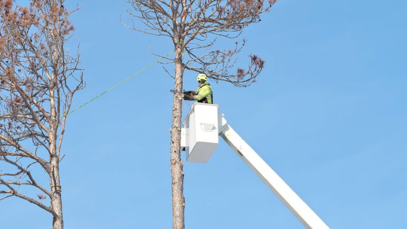 Tree Service Team