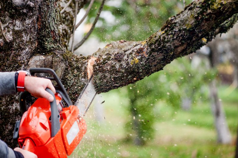 Why Hiring Professionals For Tree Removal Is Essential