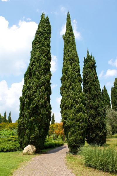 Cypress Tree Removal in Cypress