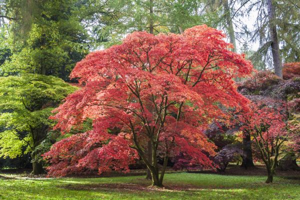 Maple Tree Removal in Cypress