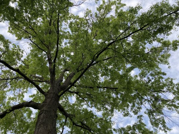 Oak Tree Removal in Cypress