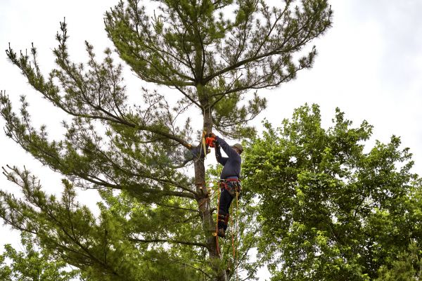 Pine Tree Removal in Cypress